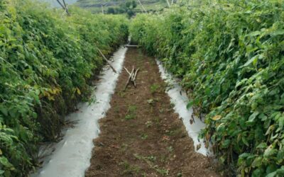 Tratamiento de agua para riego agrícola: soluciones ante la escasez hídrica