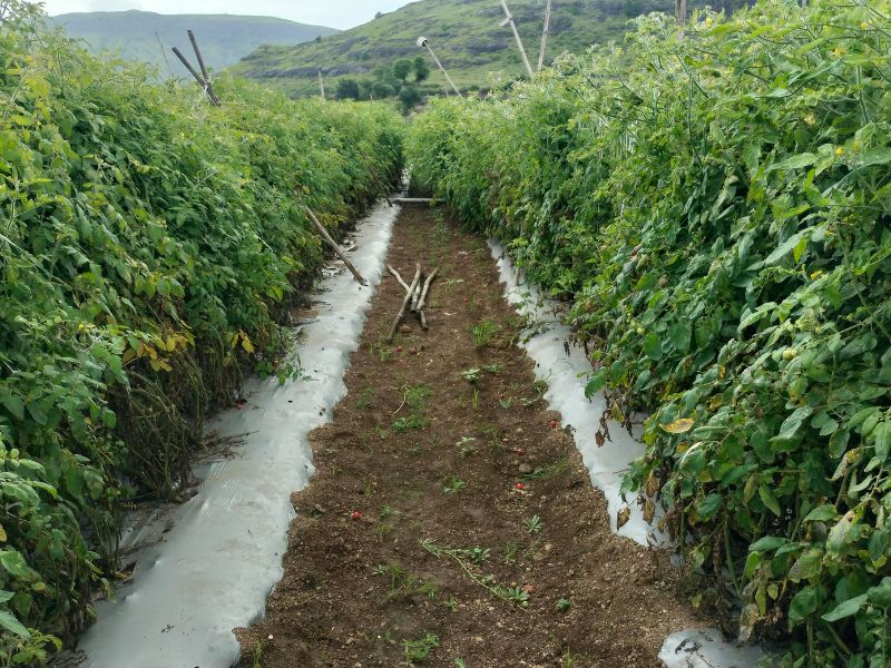 tratamiento de agua para riego agricola